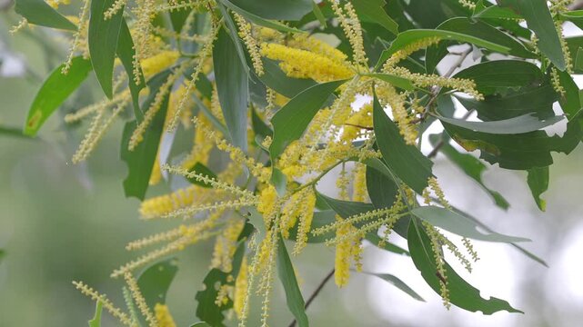 Earleaf acacia features bright yellow elongated flower spikes and curved green stems.