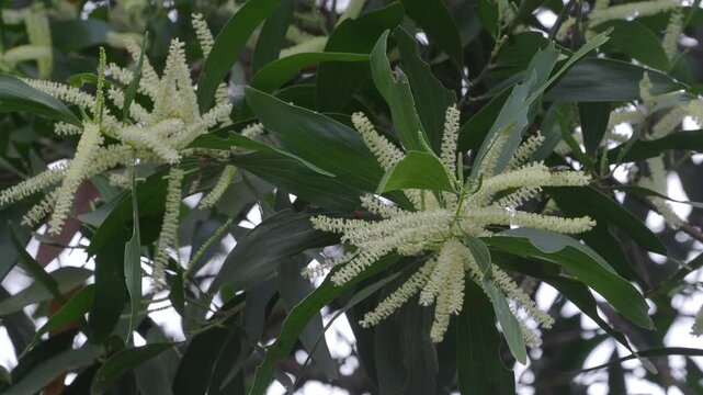 Earleaf acacia features bright yellow elongated flower spikes and curved green stems.