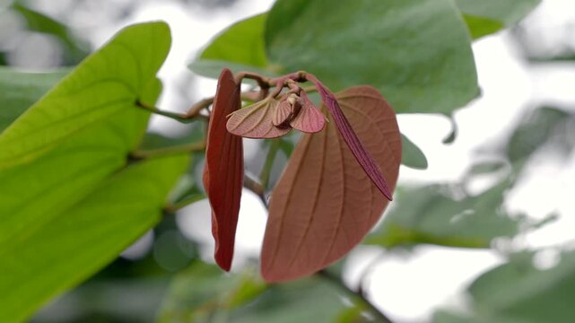 Orchid tree or mountain ebony tree featuring butterfly-shaped leaves that are pinkish red and green when fully grown bauhinia pottsii species