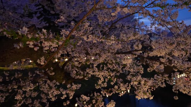 川越・新河岸川を彩る満開の夜桜
