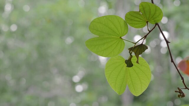 Orchid tree or mountain ebony tree featuring butterfly-shaped leaves that are pinkish red and green when fully grown bauhinia pottsii species