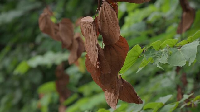 Orchid tree or mountain ebony tree featuring butterfly-shaped leaves that are pinkish red and green when fully grown bauhinia pottsii species