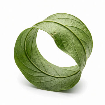 Macro Studio Shot of Green Botanical Leaf Twisted into Endless Mobius Loop