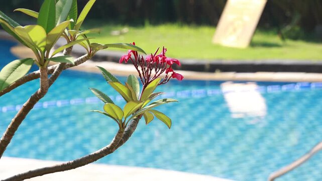 Red flowers bloom beside a serene blue pool. Green leaves frame the blossoms gracefully. Sunlight glints softly on the water's surface. Sign stands near the pool's edge, subtly visible