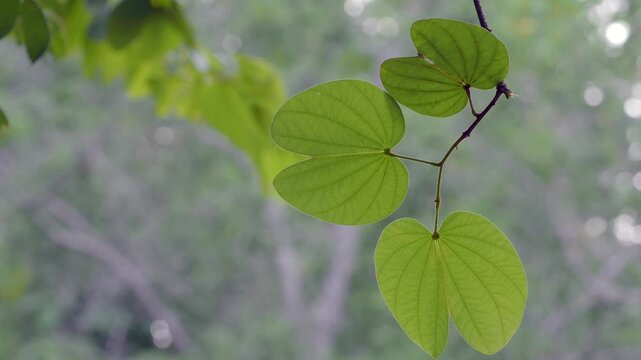 Orchid tree or mountain ebony tree featuring butterfly-shaped leaves that are pinkish red and green when fully grown bauhinia pottsii species