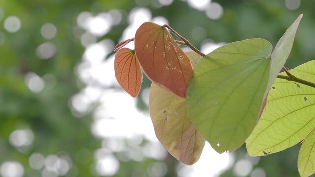 Orchid tree or mountain ebony tree featuring butterfly-shaped leaves that are pinkish red and green when fully grown bauhinia pottsii species