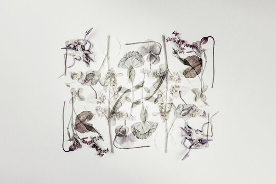 Pressed flower botanical flatlay with delicate dried blooms