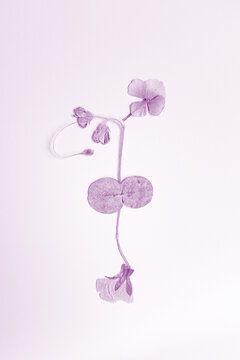 Delicate purple pressed flower botanical flatlay composition