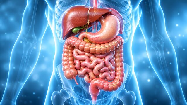 3D medical illustration of the human digestive system showing stomach, liver, and intestines on a glowing blue anatomical body background