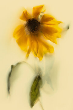 Soft focus yellow sunflower with botanical pastel background
