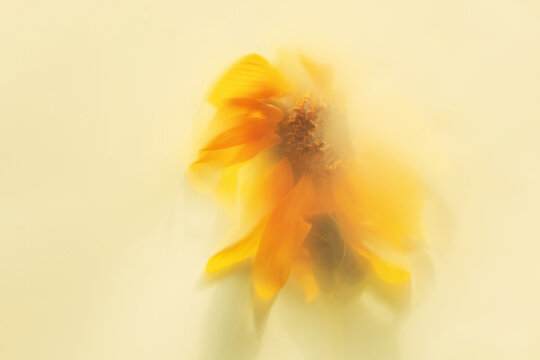 Soft focus yellow sunflower petals