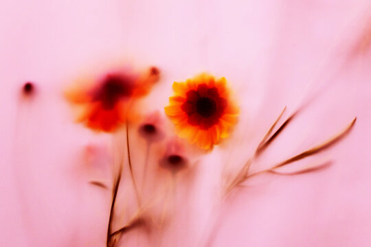 Soft blur floral background with pastel pink and orange tones