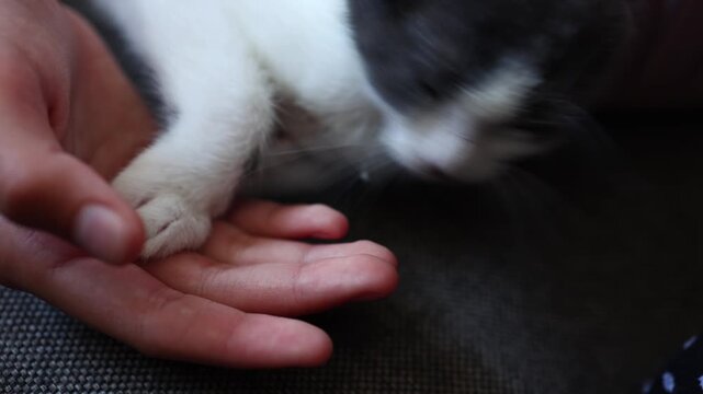 A girl gently holds the paw of a small kitten. They are sitting on a soft surface in a bright room. The girl enjoys the moment with her new friend.