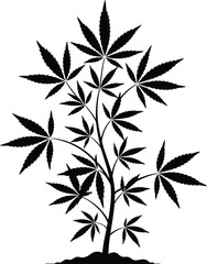 Fototapeta premium WebCannabis plant silhouette isolated on white background, detailed marijuana leaf illustration for herbal medicine, medical cannabis, botanical design and hemp industry concept