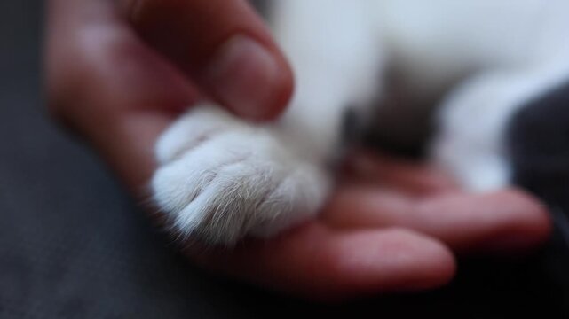 A girl gently holds the paw of a small kitten. They are sitting on a soft surface in a bright room. The girl enjoys the moment with her new friend.