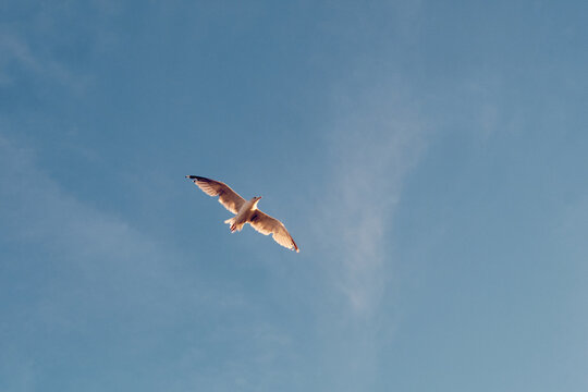 Seagull soar beneath soft cloud in a blue sky