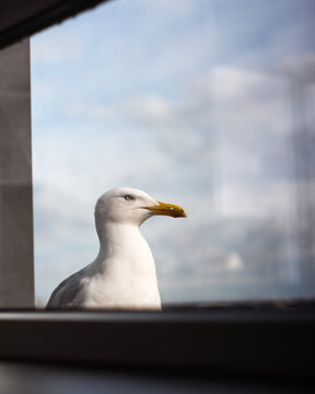 Seagull perched by window with soft urban reflection