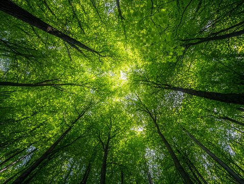 Lush green forest canopy framing a bright sunlit blue sky.