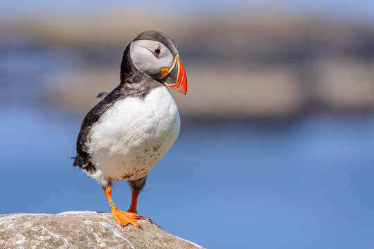 Atlantic puffin (Fratercula arctica) on the cliffs of Lunga in the Treshnish Isles in Scotland.