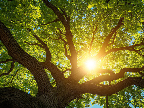 Sunlight shining through lush green tree canopy and branches.