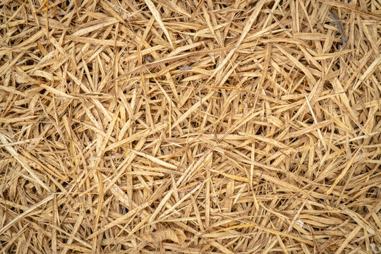 Dry bamboo leaves densely covering the ground, creating a natural brown and golden organic texture.