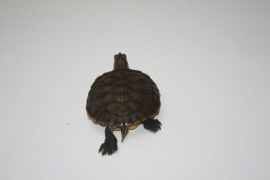 A rear view of a small red-eared slider turtle crawling forward, showing its dark patterned shell, striped hind legs, pointed tail, and sharp claws