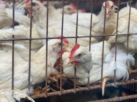 White Chickens Crowded Inside a Wire Cage at a Poultry Market