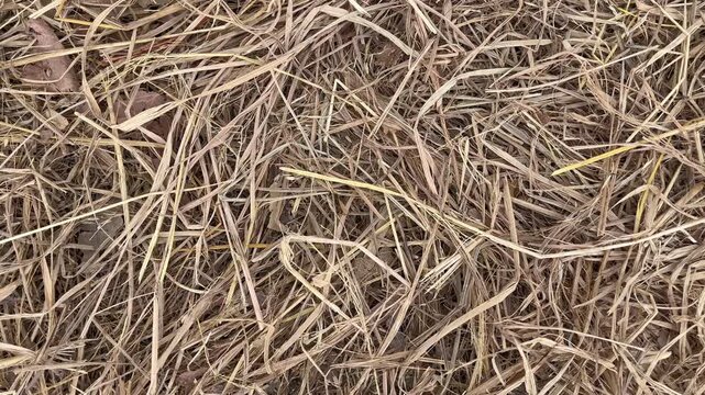 Top View of Dry Straw and Hay Texture Background