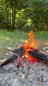 Burning Campfire with Glowing Embers in a Green Forest. Bright orange flames burn around charred wooden logs and glowing red embers at a peaceful campsite surrounded by lush green forest.