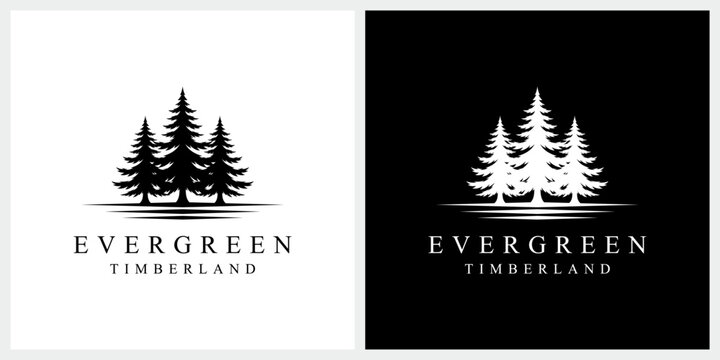 three pines tree with evergreen fir conifer spruce cedar cypress tree, forest landscape logo design
