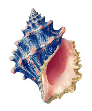 Blue and pink conch shell isolated on transparent background with detailed ridges and textured spiral opening, natural ocean specimen suitable for marine life design
