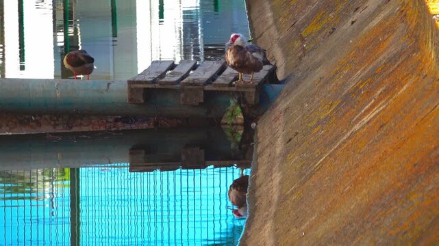 Ducks are near the water and a wooden platform. Valras, France