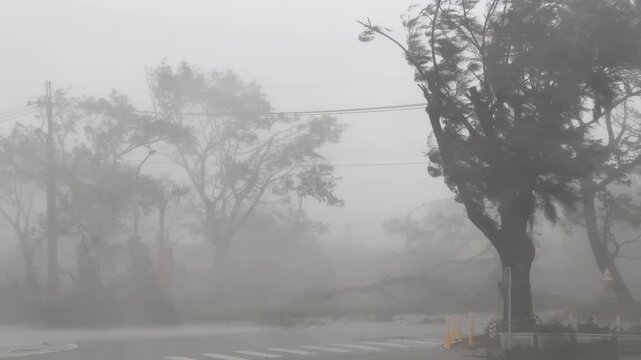 Branches Ripped Off Tree In Powerful Hurricane Force Wind