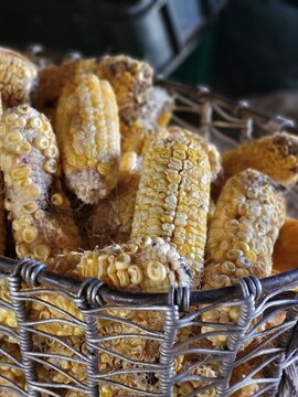 Macro shot of dried golden corn cobs with ripe grains inside a woven basket. Ideal for compound feed production, grain traders, agribusiness, cereal crop farming, and food processing