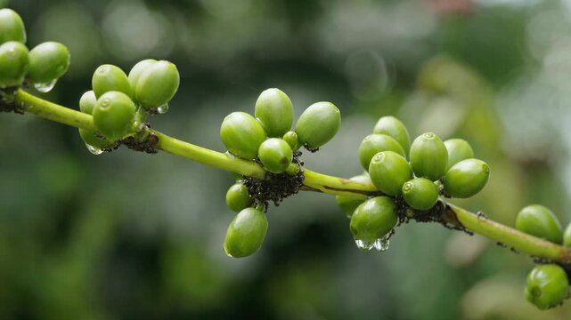 Close-up of unripe green coffee cherries growing along a coffee branch after rainfall. Fresh water droplets cling to the cherries, while small ants move around. 