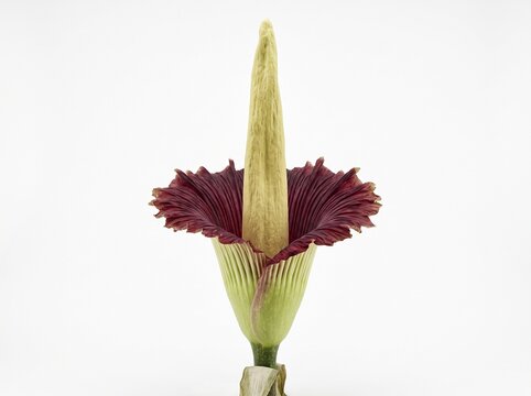 A detailed studio photograph of a blooming Titan Arum, also known as the corpse flower. This rare tropical plant features a massive maroon spathe and a tall central spadix, isolated cleanly against...