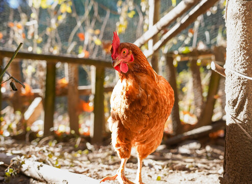 Free-range chicken in sunlit organic farmyard