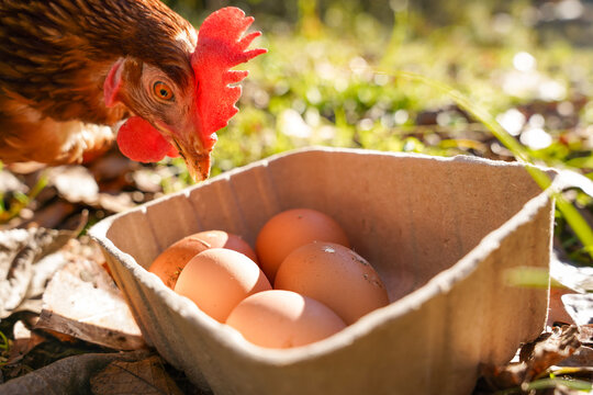 Free-range chicken beside fresh eggs in a cardboard carton