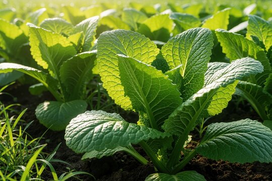 Green mustard plants grow in fertile soil of Indonesian farm. Fresh caisim vegetable leaves get morning sunlight in organic plantation. Close up of healthy leafy greens for agriculture industry, food