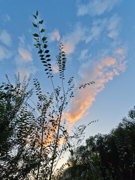 Tall plants silhouetted against evening sky with clouds