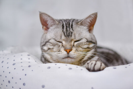 鯖猫」の写真素材 | 14,604件の無料イラスト画像 | Adobe Stock