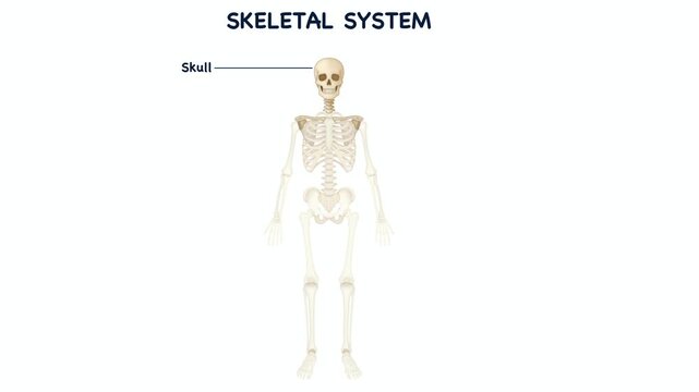 Animation of Educational anatomical diagram illustrates human osseous morphology and skeletal framework, highlighting primary bone structures alongside a joint cross-section for osteology curriculum
