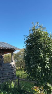 Real-time 4K footage of a green deciduous tree swaying in the wind near a countryside house under a clear blue sky.
