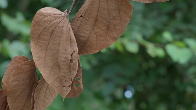 Orchid tree or mountain ebony tree featuring butterfly-shaped leaves that are pinkish red and green when fully grown bauhinia pottsii species