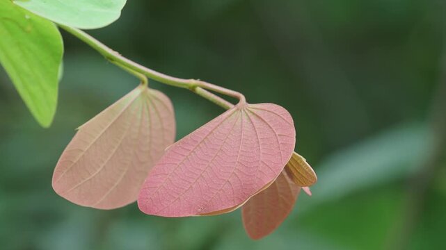 Orchid tree or mountain ebony tree featuring butterfly-shaped leaves that are pinkish red and green when fully grown bauhinia pottsii species