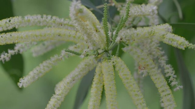 Earleaf acacia features bright yellow elongated flower spikes and curved green stems.