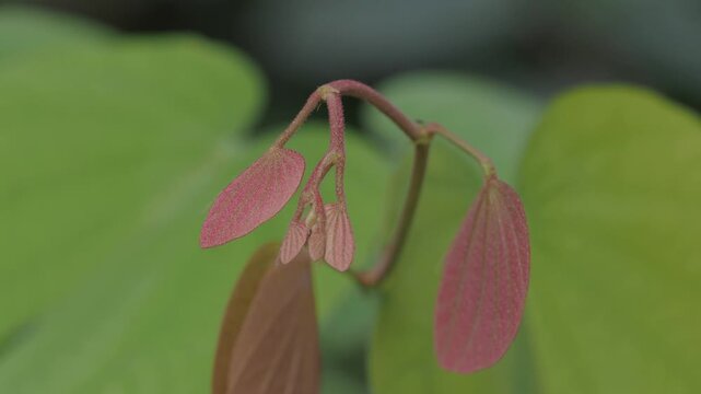 Orchid tree or mountain ebony tree featuring butterfly-shaped leaves that are pinkish red and green when fully grown bauhinia pottsii species