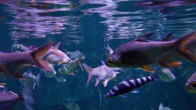 Freshwater fish gather in one big aquarium