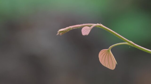 Orchid tree or mountain ebony tree featuring butterfly-shaped leaves that are pinkish red and green when fully grown bauhinia pottsii species
