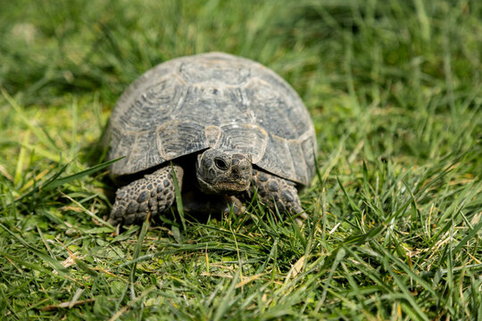 Tortoise rest on green grass in natural outdoor habitat